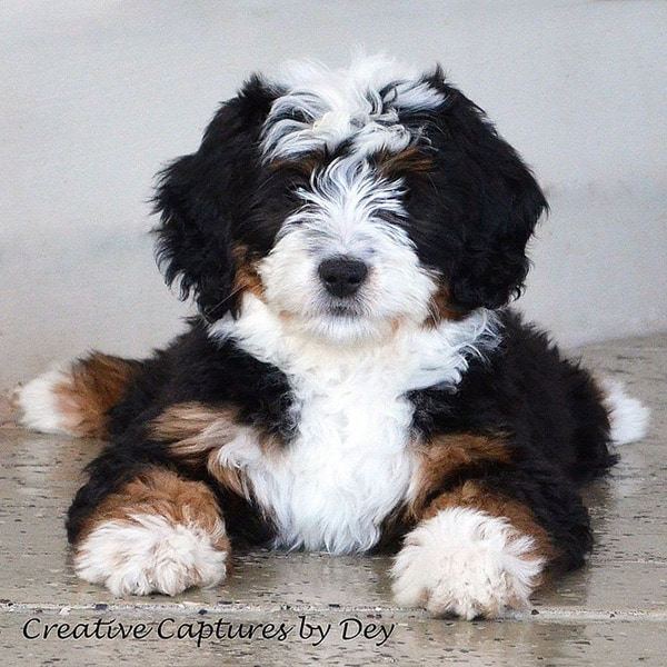 Bernese sheepdog hot sale mix