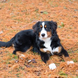 Bernese Mountain Dog