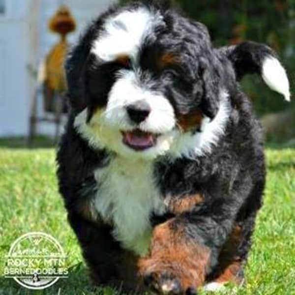 bernedoodle puppies midwest