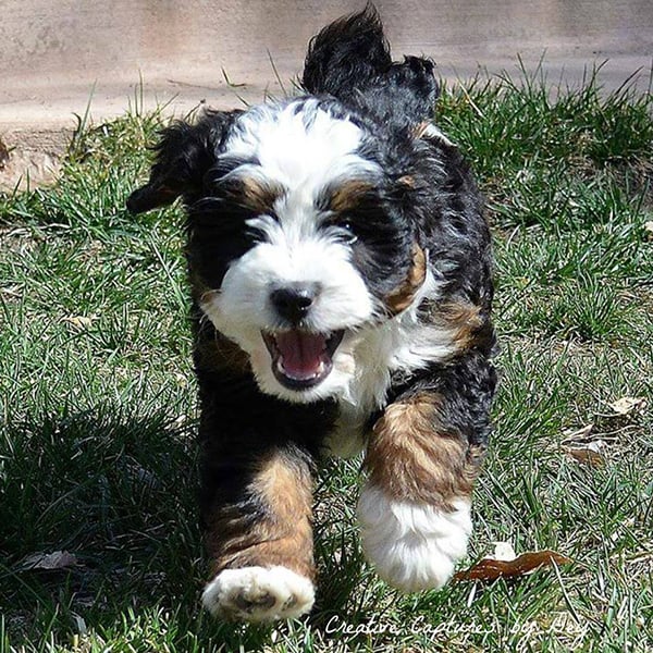 mini bernedoodle breeders midwest