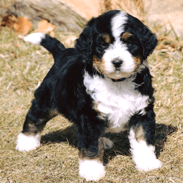 do bernedoodles shed