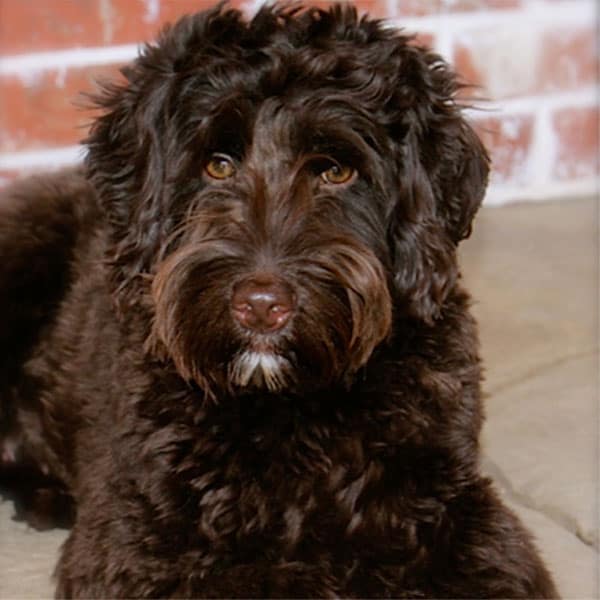 What is a Bernedoodle? The Fascinating History of Bernedoodles