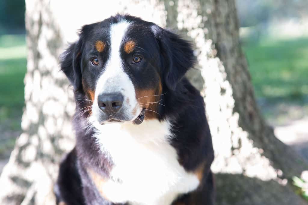 What is an Unfurnished Coat? Midwest Bernedoodles