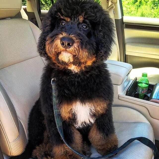 phantom bernedoodle