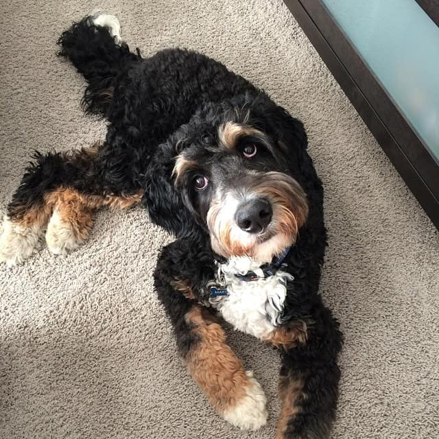 bernedoodle lying on the floor - are bernedoodles hypoallergenic
