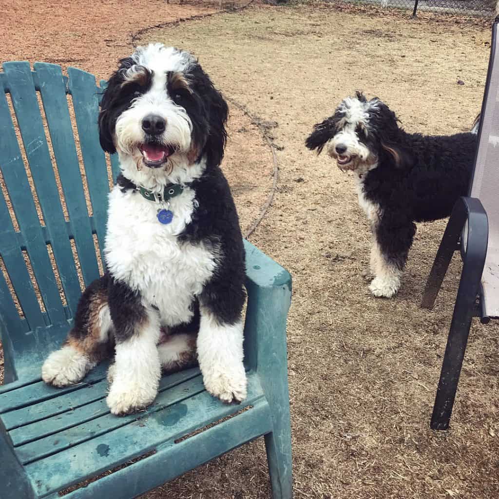 how big is a bernedoodle