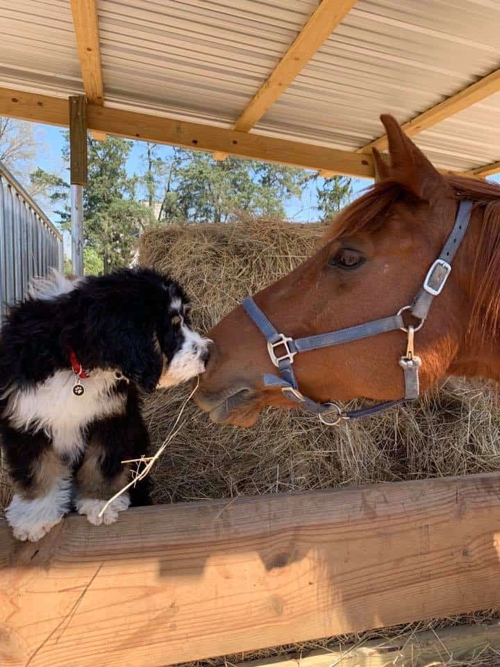 puppy and horse - puppy socialization