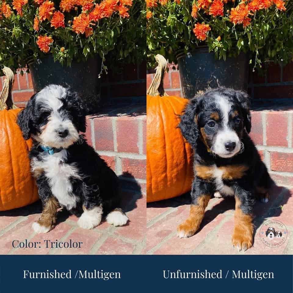 What Is A Furnished Bernedoodle