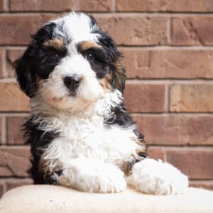 bernedoodle-pup14