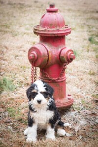 bernedoodle-pup19