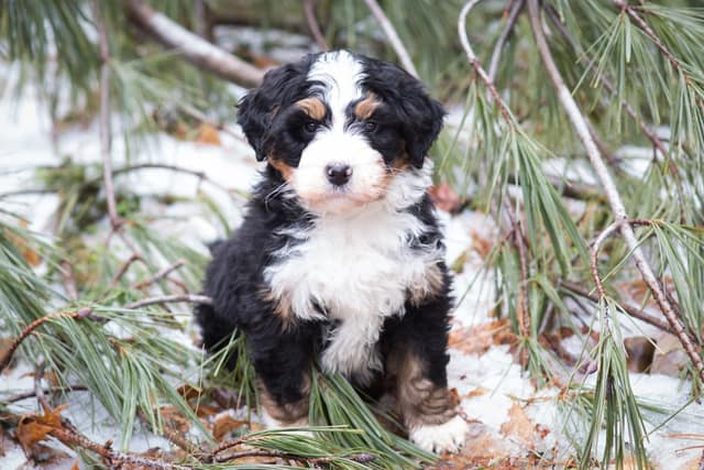 Bernedoodle - Mini Puppies For Sale - Puppy Adoption - Keystone Puppies