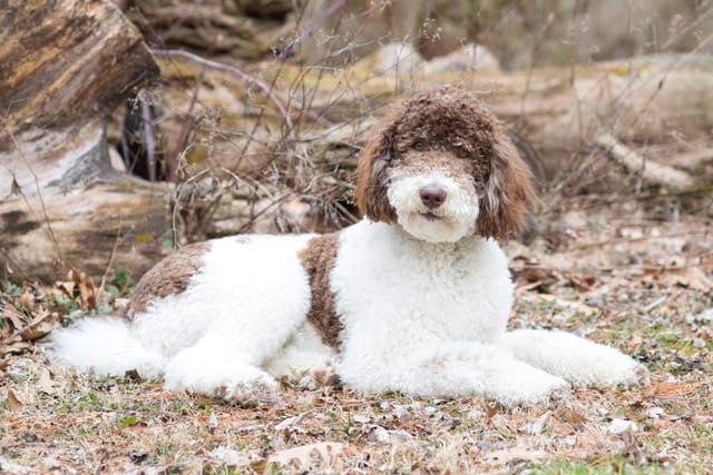 Bernedoodle Dog Breed Health And Care PetMD
