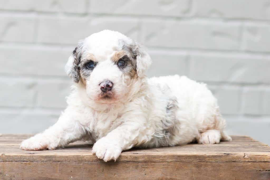 Maverick - bernedoodle puppy