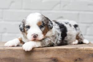 bernedoodle breed - puppy