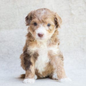 bernedoodle puppy