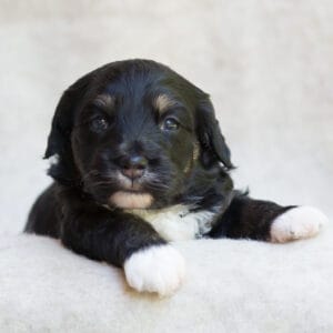 bernedoodle puppy