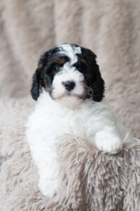 bernedoodle puppy