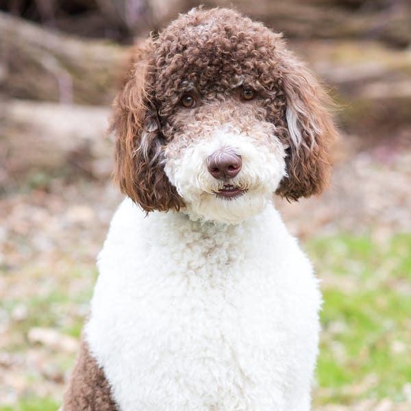 Rocky the poodle
