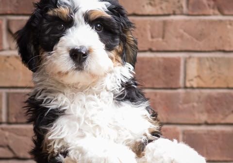 Best store bernedoodle breeder